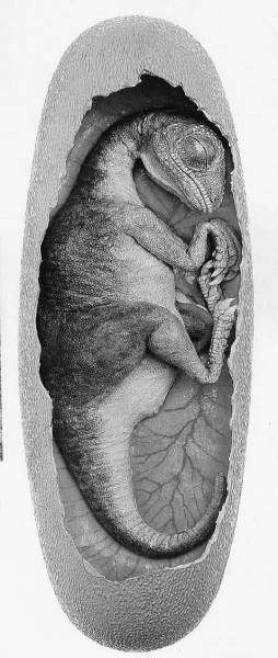 “路易贝贝”复原图