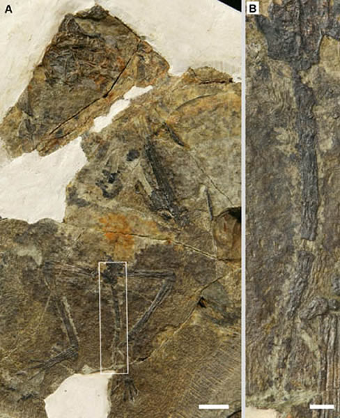 ����������ʯ��A����β���Ŵ�B����������Ϊ10 mm��2 mm ����˳�˹�ͼ��