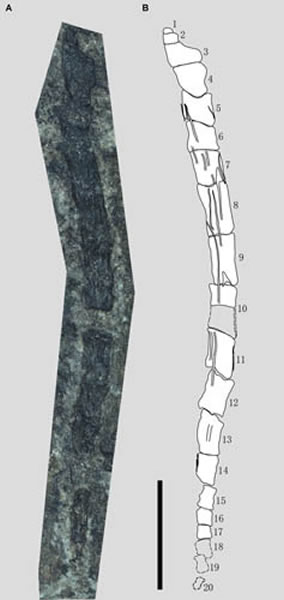 ����������β��������ͼ��������Ϊ5 mm ����˳�˹�ͼ��