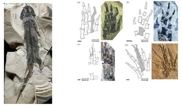 �¹�3����ǰ��ʯ����֫������������֤��