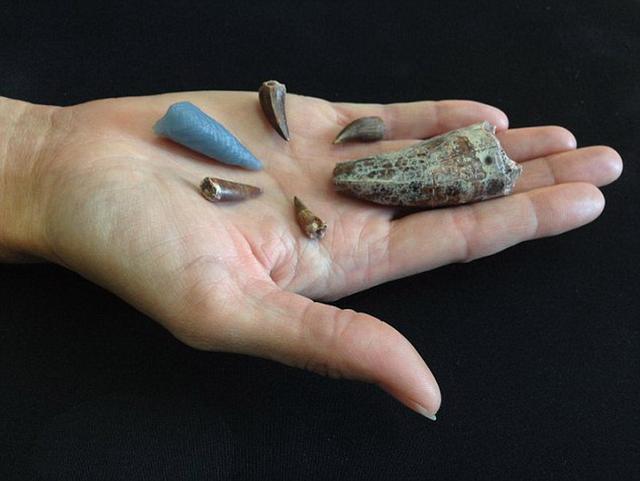 为了研究嵌入骨骼中的牙齿,同时不损坏骨骼样本,研究人员使用计算机断层扫描制作了牙齿3D模型,图中“蓝色牙齿”。