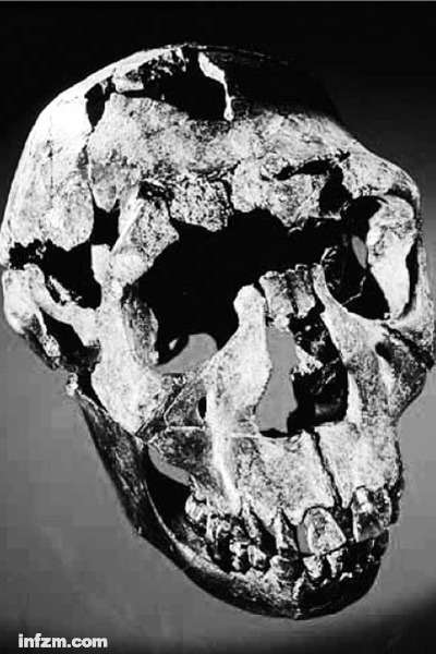 �������Խ��ˣ�Homo ergaster)��ͷ�ǻ�ʯ�������ڿ�����ͼ�����ɣ����160���ꡣ ���Ϸ���ĩ����ͼ/ͼ��