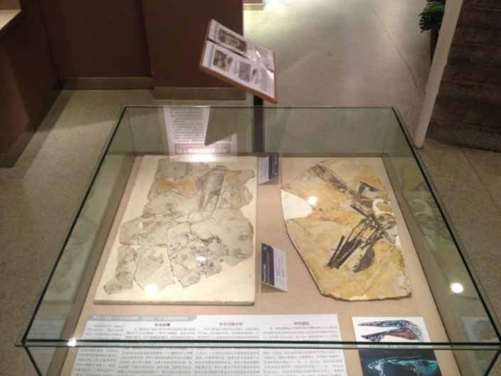 中国古动物馆“阿凡达伊卡兰翼龙”特展
