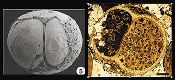 瓮安生物群“胚胎”化石显微图