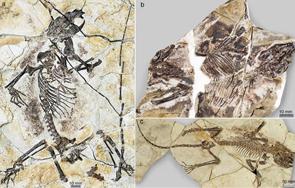 1.6����ǰ�������޻�ʯ