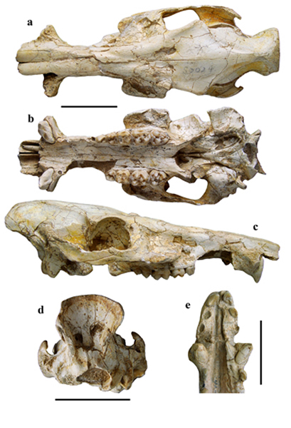 ĹChleuastochoerus linxiaensisͷǣͱ걾 ؿͼ