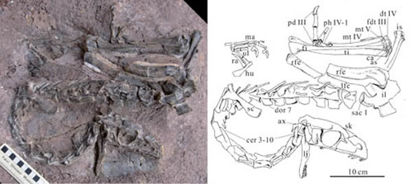 禄丰盘古盗龙(Panguraptor lufengensis)(尤海鲁供图)
