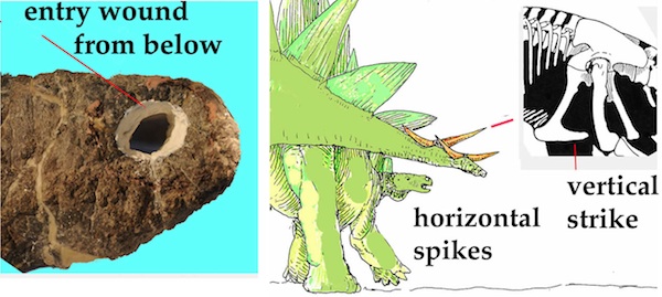 ����β�͸���ʳ�������ܹ��ϵ�һ����������