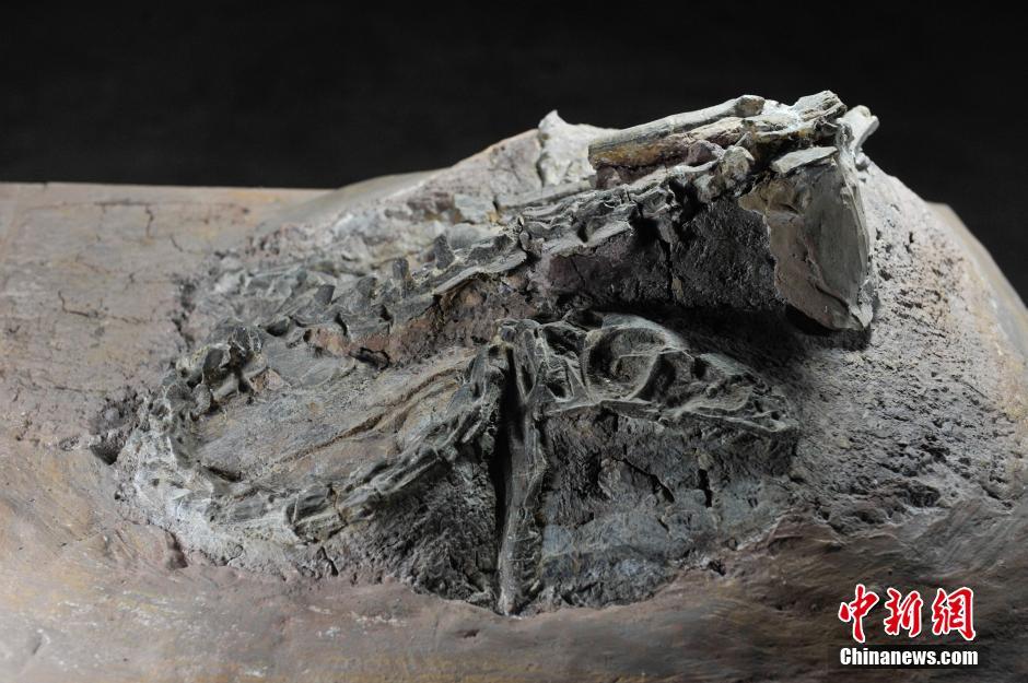 »٪زзֵǻ֡»̹ŵ