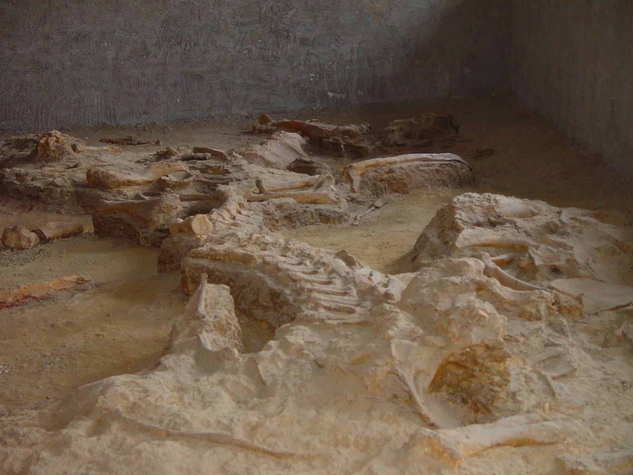 灵武发现的恐龙化石