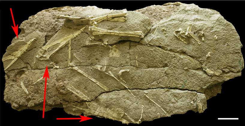 ��ɽ����������Hamipterus tianshanensis���걾