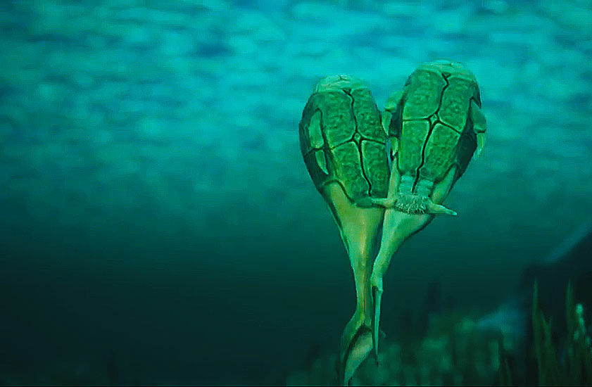 С֫㣨Microbrachius䳡ԭͼ