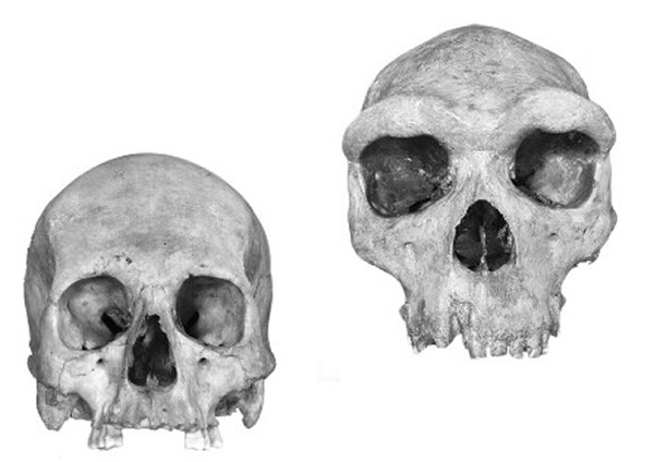 ͻ����ü�Ǻ����ݱ�������ʱ��ĺ��±��ˣ��ϣ����ܱ��ִ����ˣ���ӵ�и��ߵ�غ�輤��ˮƽ��ͼƬ��Դ��THE NATURAL HISTORY MUSEUM/ALAM