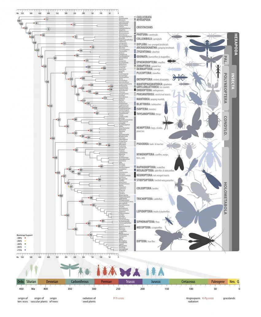 研究人员确定一个强有力的昆虫演化时间表