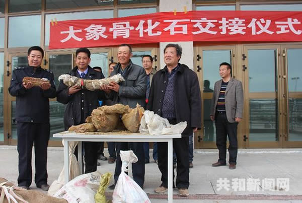 猛犸象头骨化石交接仪式在共和县文化馆举行