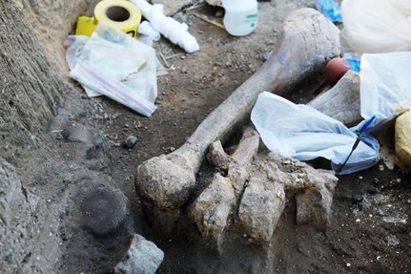 阿根廷男子在自家后院凿井意外发现一具巨大的乳齿象化石