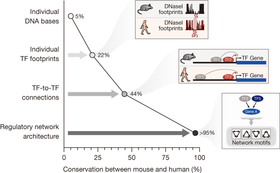 小鼠至人类基因组比较解释DNA演化