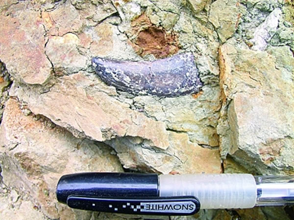 汪筱林:古生物化石出土记