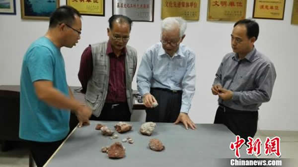 图为中科院专家学者赴河源考察研究袖珍蛋类化石(右一,河源恐龙博物馆馆长杜衍礼。右二,中国科学院古脊椎动物与古人类研究所教授赵资奎。左一,中科院古脊椎动物与古人类