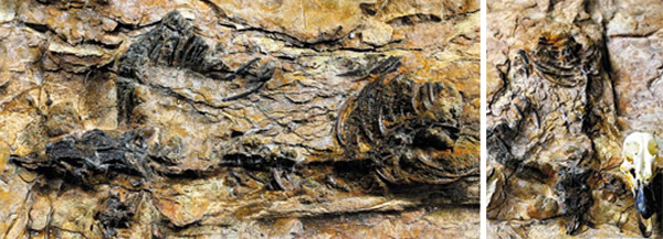 �������ϵ��Ӷ������ֵĺ�����һ����ʳ�����ǻ�ʯ����ͼΪ�˴η��ֵĿ����ͳྱѼͷ�ǹǵĶԱ���Ƭ������Ƭ�������Ļ��Ų��о����ṩ��