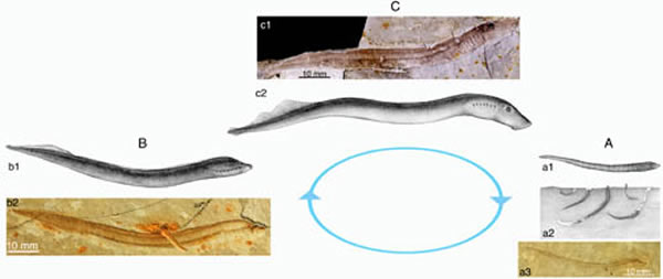 孟氏中生鳗生命周期示意图:A. 幼体期(larval stage); B.变态期(metamorphosis stage);C.成体期(adult stage)