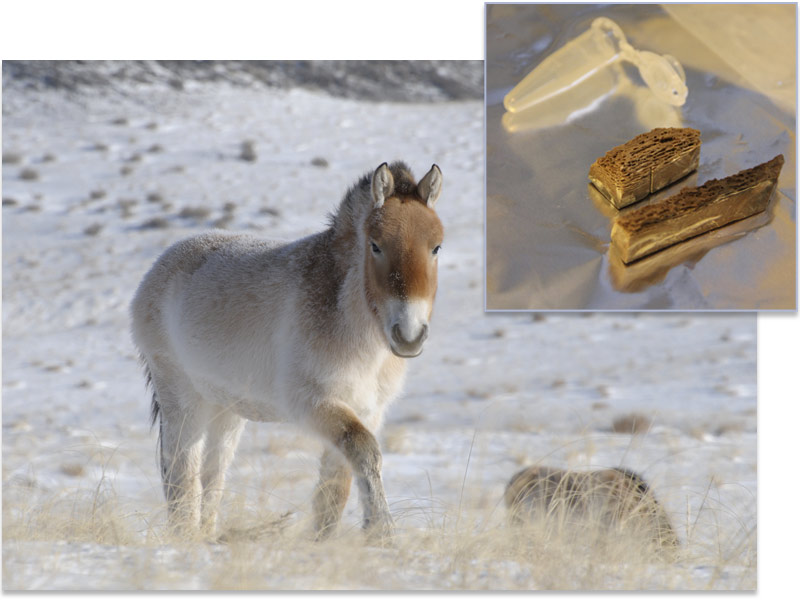 ���ƶ���Ľ���ʷ�������γɵ�ĳЩ������ì��