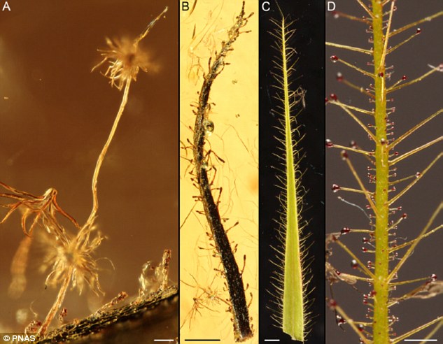 3500万年到4700万年前的波罗的海琥珀中发现肉食植物