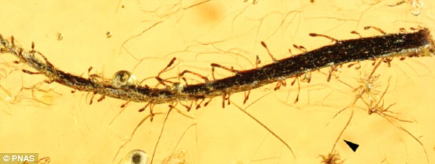 3500万年到4700万年前的波罗的海琥珀中发现肉食植物