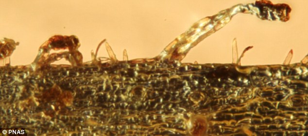 3500万年到4700万年前的波罗的海琥珀中发现肉食植物