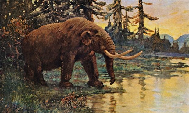 乳齿象在冰期北极地区消失的时间比此前认为的早5万多年