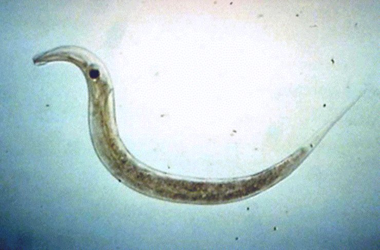 哺乳动物祖先食草犬齿兽的粪化石中发现生活在2.4亿年前的蛲虫