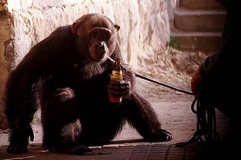 人类祖先或在一千万年前就开始饮酒