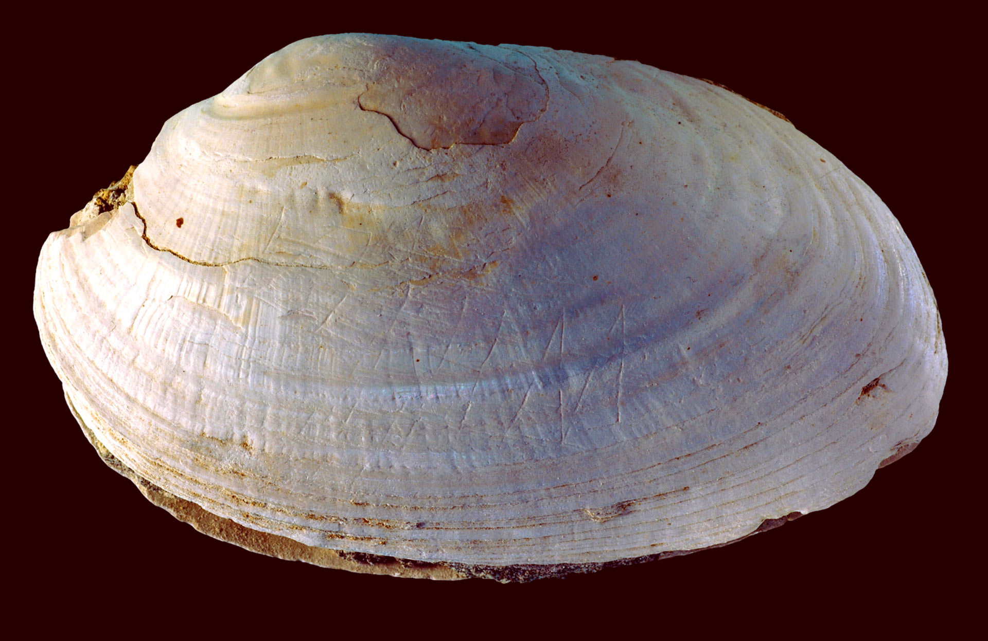 ӡ��������50����ǰ�ı��ǻ�ʯ�Ϸ�����������ĵ��֤��