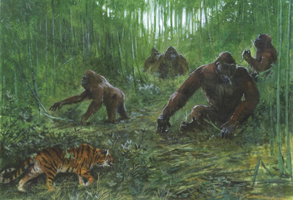 ���Ͼ�Գ(Gigantopithecus blacki)��ԭͼ