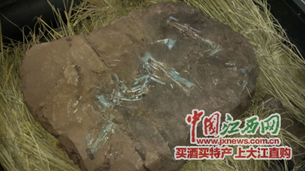 江西赣州建筑工地发现6600万年前窃蛋龙化石