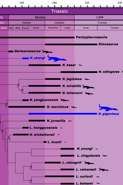 图三:分支分析显示巨型化在幻龙中的平行演化