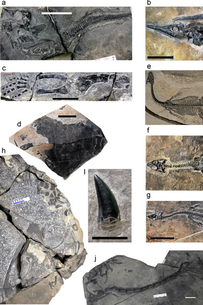 图五:罗平生物群的海生爬行类