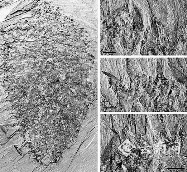 ��ѹ�����񳲵Ķ������  �����ڡ��񳲡�����̵Ĺ�������