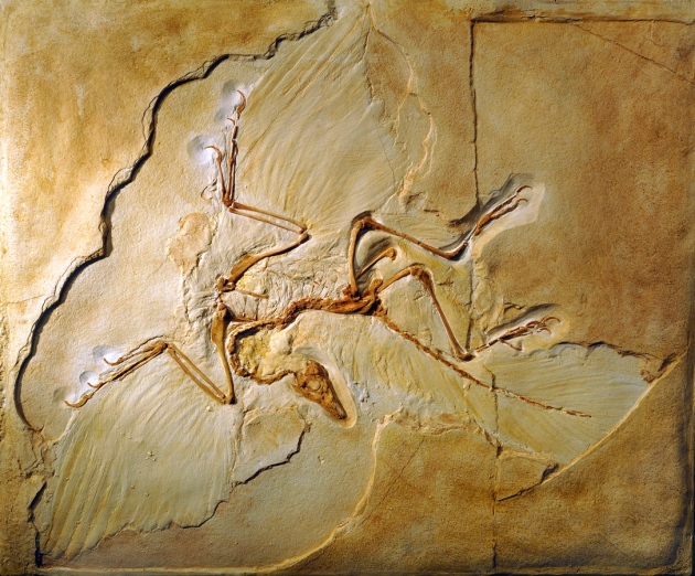 始祖鸟的“第一只鸟”地位受到威胁