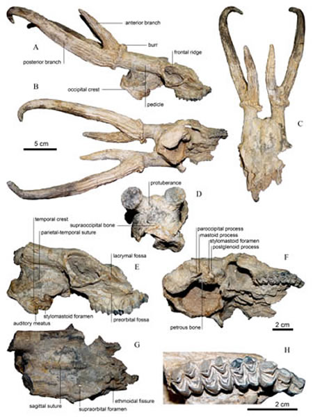 ����ʼ����¹��Eostyloceros hezhengensis sp. nov.����ʯ