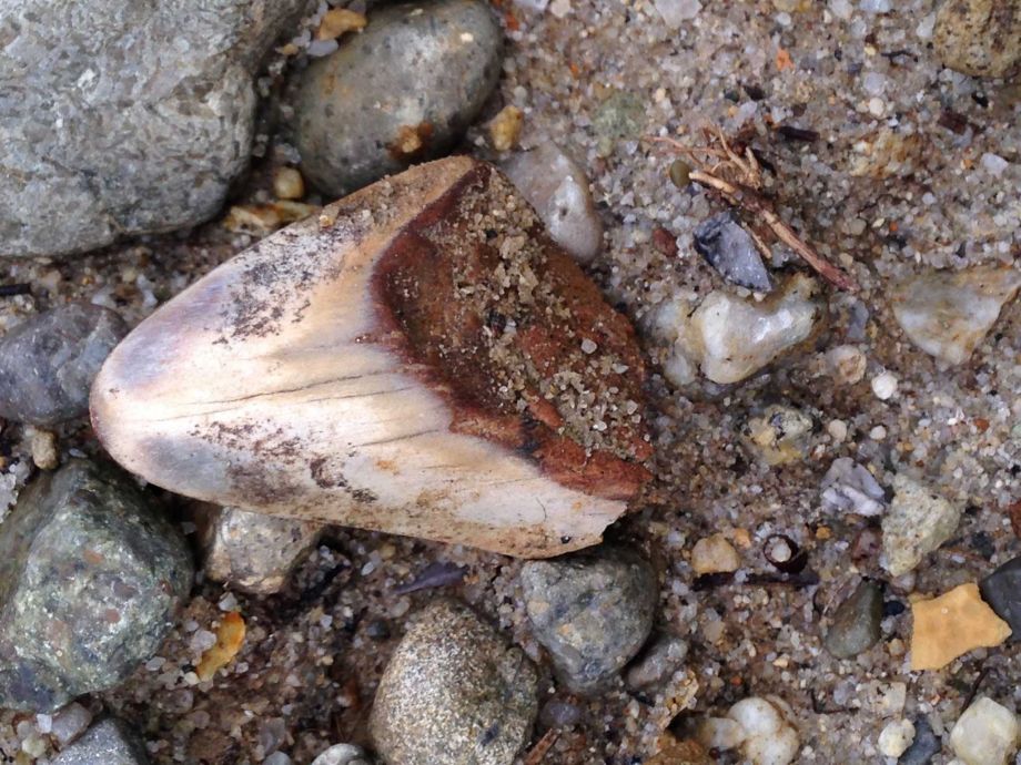 ����������������ݺ�̲����1000����ǰ�ľ޳������ݻ�ʯ