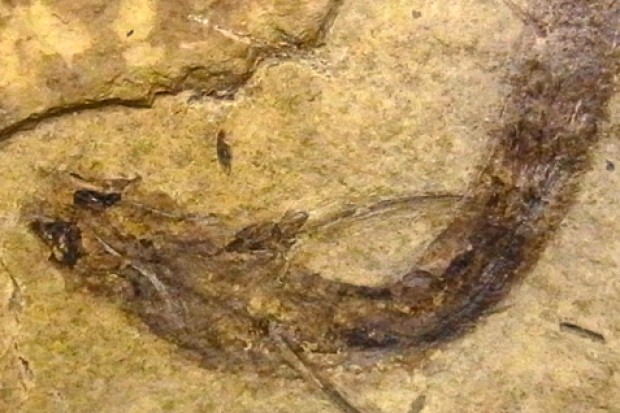 3亿年前的古老鱼类——布氏棘刺鲉中发现视杆细胞和视锥细胞化石