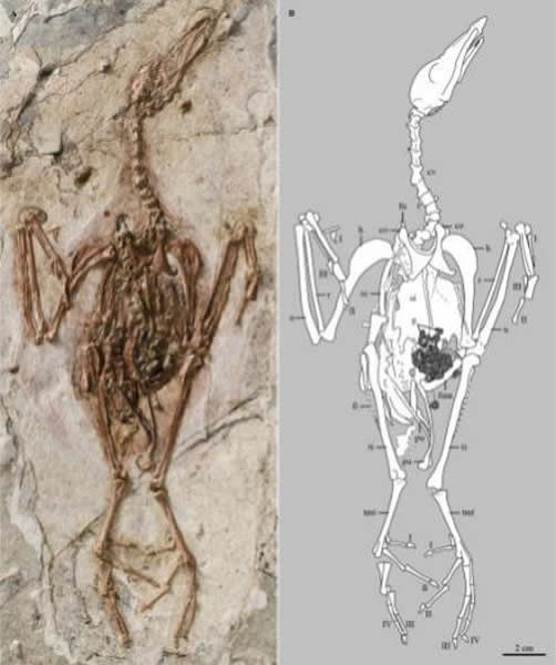 ���ϸ������ͱ걾������ͼ