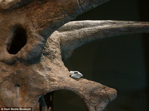 ����ں������ֱ�־�Ե�ͷ�׺���ǣ����ֿ���ͷ��û��һ��װ�Ρ�3D��ӡģ���˽���������ͷ�ǹǷŵ�������ͷ�ǹ��ϵ����Σ����ǿ�������Ŀ��������·��ֵĿ����Ƕ�ô��С