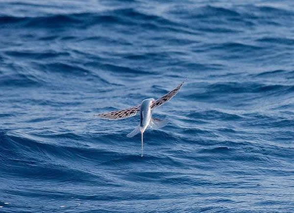 ����ϵķ������ֻ�ʯ�����˽����ද����ν�������������