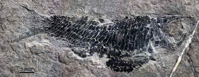 ������ɳ��Ĵ��Ը��壨���Թ�ͼ��