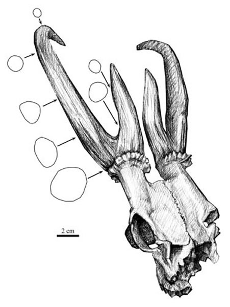 ֺʼ¹Eostyloceros hezhengensis sp. nov.һִ͵ද