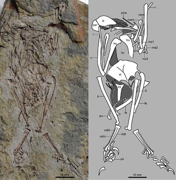 原“有尾华夏鸟(Cathayornis caudatus)”,现重新命名为“有尾侯氏鸟(Houornis caudatus)(王敏供图)
