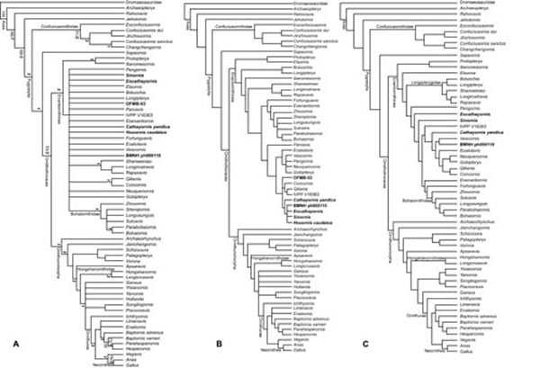 华夏鸟类系统发育位置讨论:A.严格合意树;B.限制性(华夏鸟类限制为单系类群)严格合意树;C.减数合意树 (王敏供图)