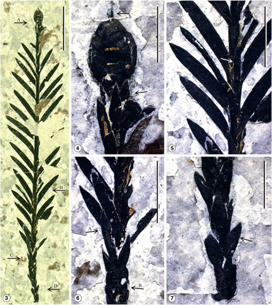 ���Ϸ��ִ�����ɼ����ʯ��ȷ��Ϊ���֡����غ�ɼ����Sequoia maguanensis��